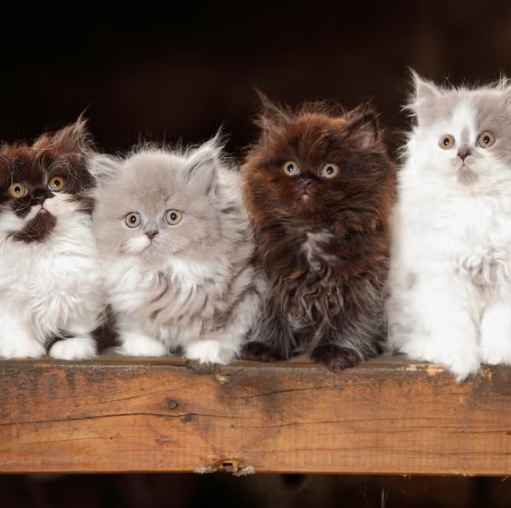 Feline Fancy: A Guide to Choosing the Purr-fect Cat Breed for You